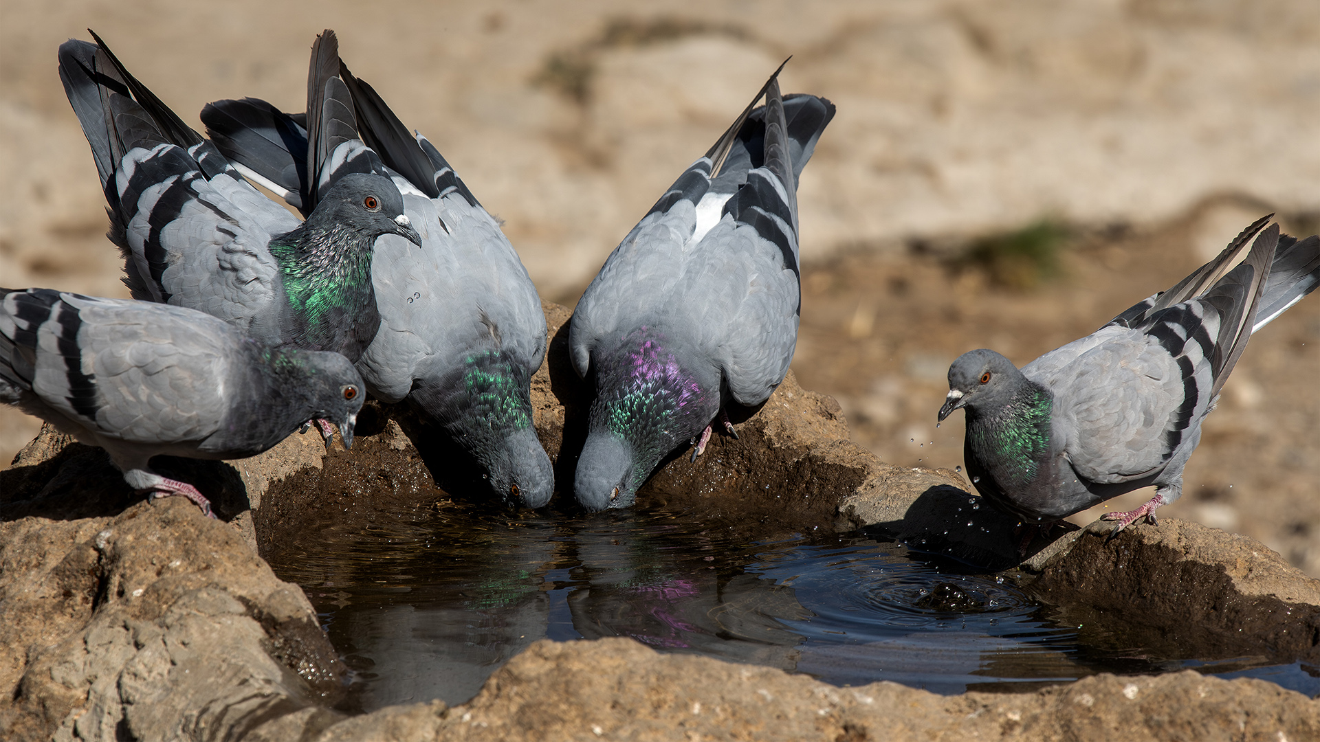 Rock Pigeon